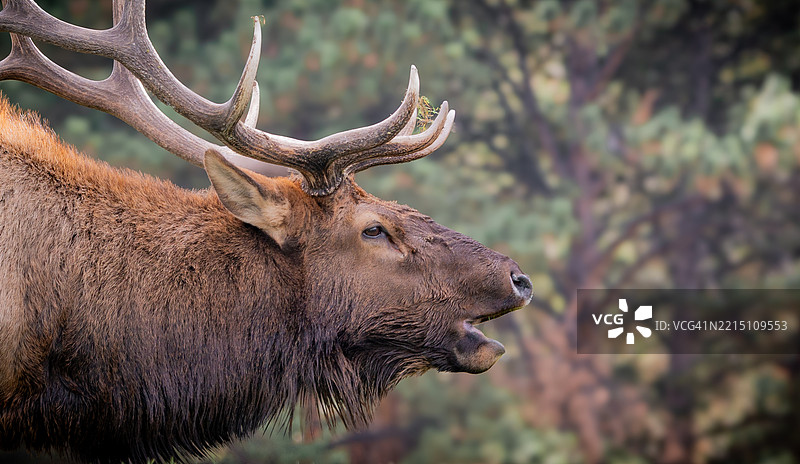 红鹿特写，科罗拉多州埃斯特斯公园，美国图片素材