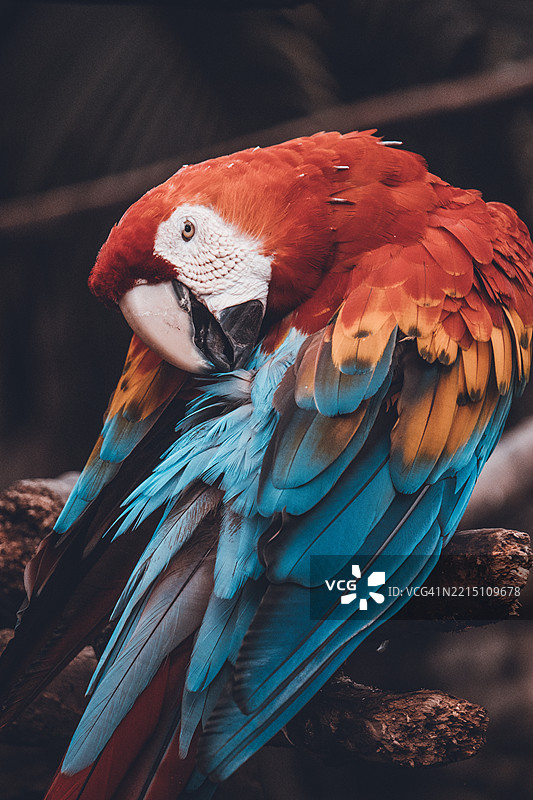 厄瓜多尔瓜亚斯的金刚鹦鹉特写镜头图片素材