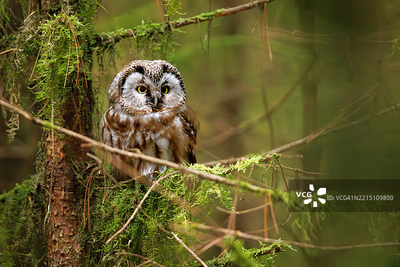 栖息在树枝上的猫头鹰肖像图片素材