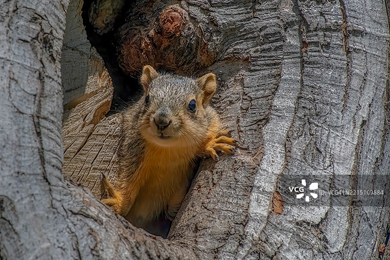 树干上的松鼠特写，普尔曼，华盛顿州，美国图片素材