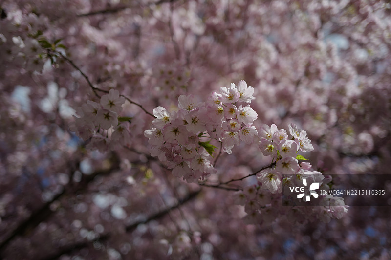 粉色樱花特写，华盛顿州雷德蒙德，美国图片素材