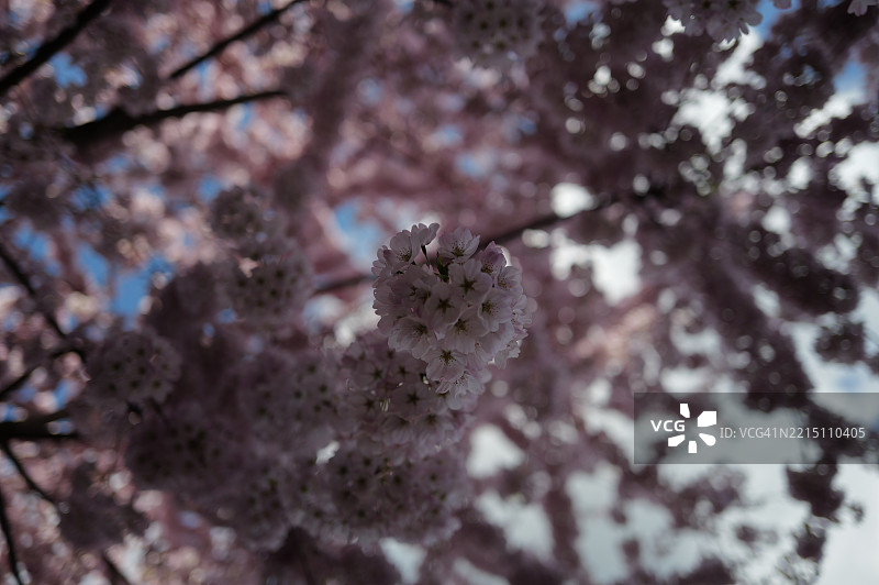 樱花特写，华盛顿州雷德蒙德，美国图片素材