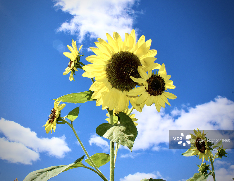 低角度视图的向日葵与天空，雷蒙德，威斯康星州，美国图片素材