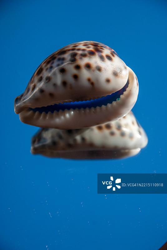 水母在海中游动的特写镜头图片素材