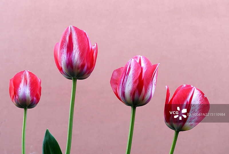 粉色郁金香的特写镜头图片素材