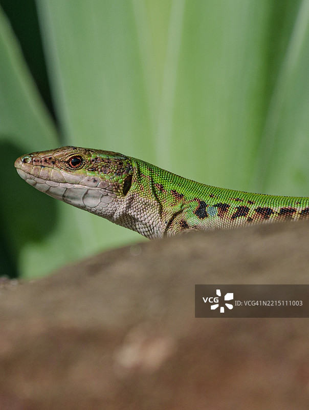蜥蜴特写，蒙塔尔奇诺，托斯卡纳，意大利图片素材