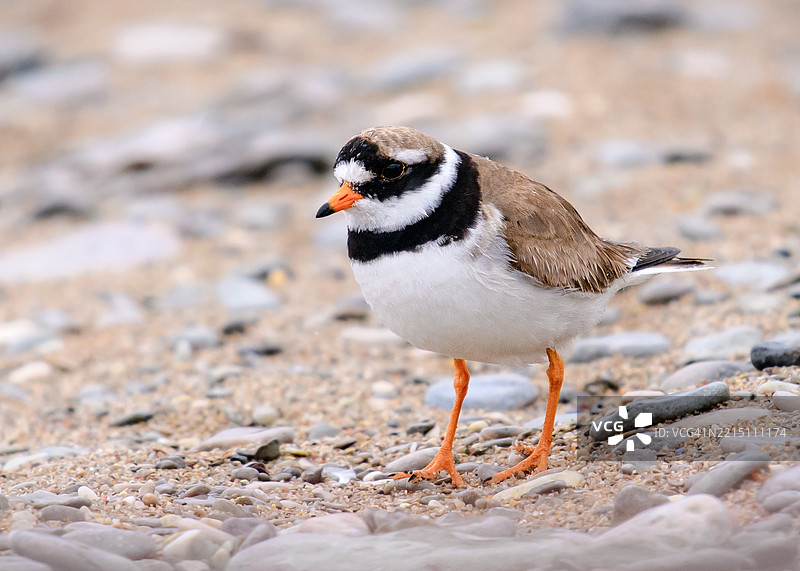 在瑞典戈特兰岛的海滩上栖息的环颈鸻特写镜头图片素材
