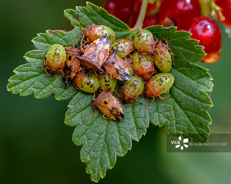 瑞典叶子上的昆虫特写图片素材