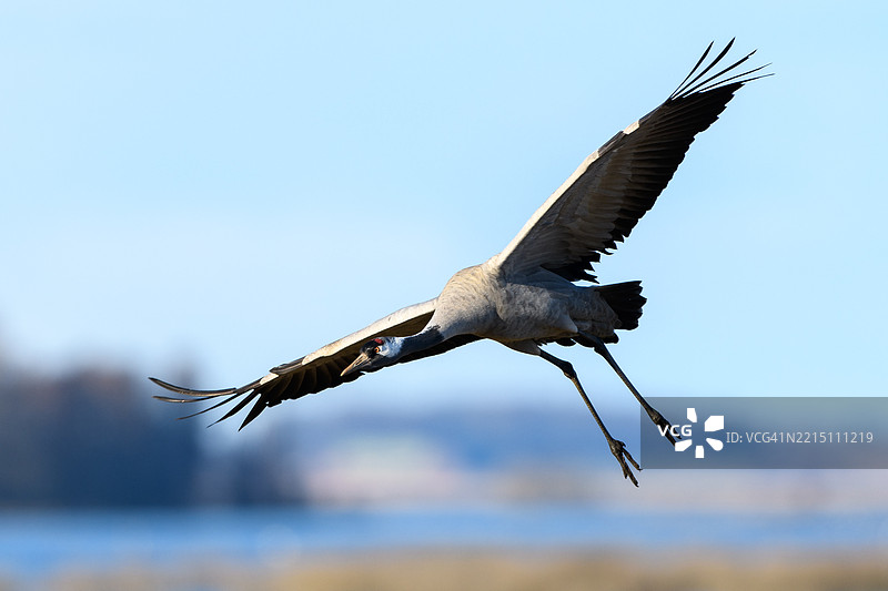 在晴朗的天空中飞翔的鹤的特写，瑞典图片素材