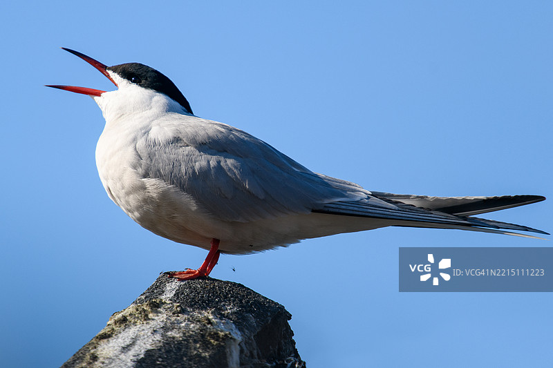低角度视图的海鸥栖息在晴朗的蓝天上，瑞典图片素材
