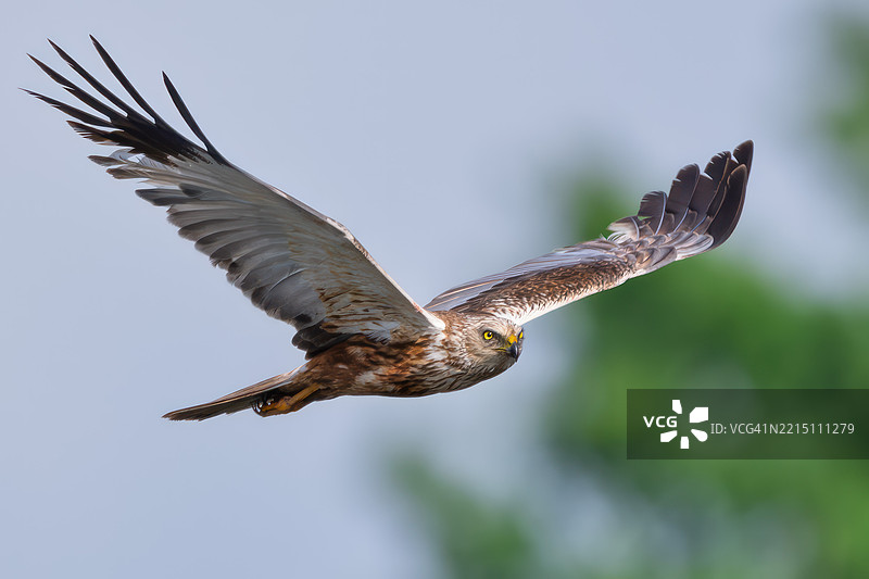 低角度视图的鹰在晴朗的天空中飞翔，瑞典图片素材