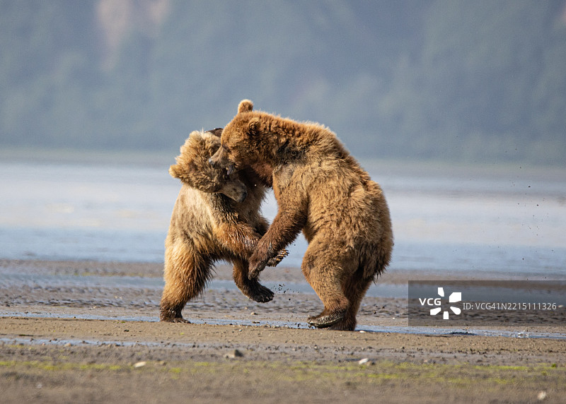 两只北极熊在玩耍，阿拉斯加，美国，USA图片素材