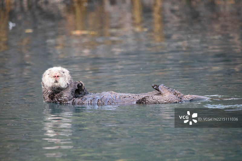 阿拉斯加荷马的秃头鹰、海獺和海豹，阿拉斯加，美国，USA图片素材
