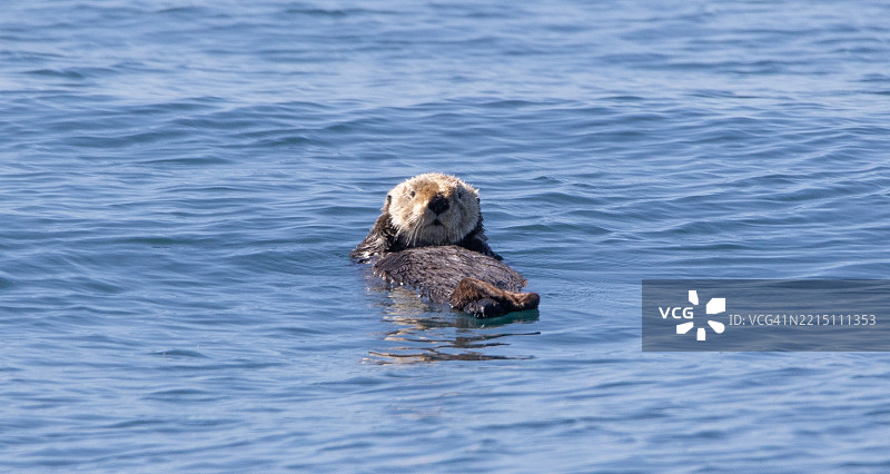 阿拉斯加，美国，海中游泳的海豹特写图片素材