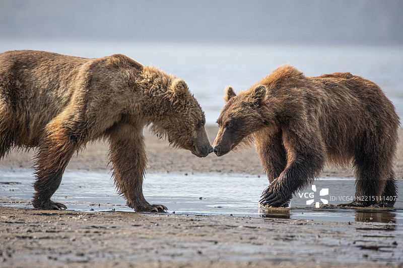 两只北极熊在玩耍，阿拉斯加，美国，USA图片素材