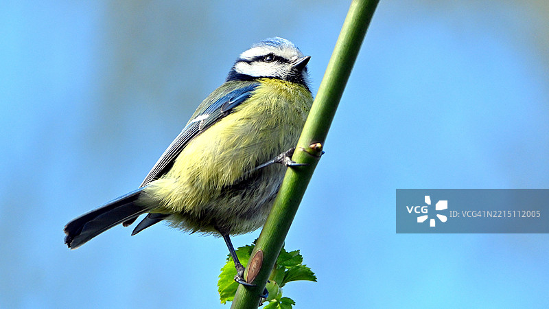 蓝山雀栖息在树枝上的特写镜头图片素材