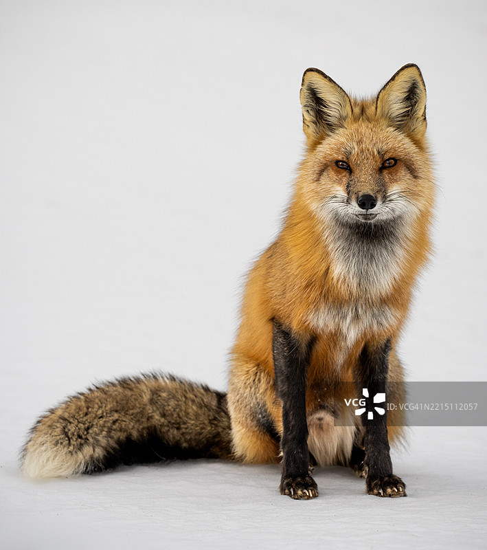 白色背景上的狐狸肖像图片素材