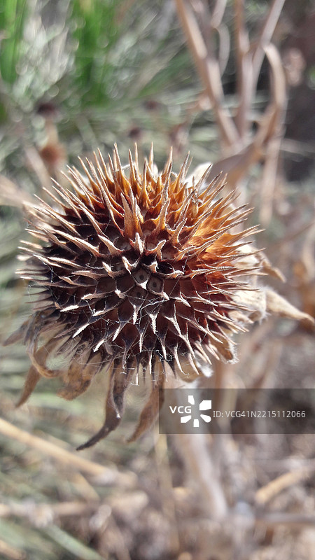 干燥植物的特写镜头图片素材