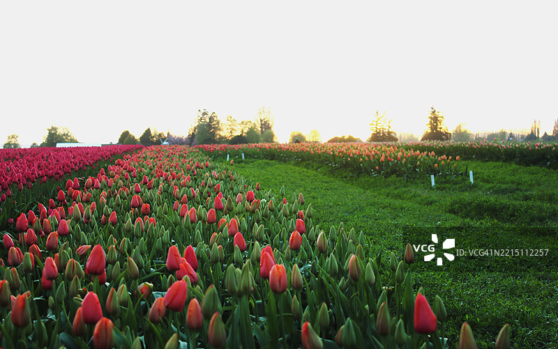 华盛顿州蒙特弗农的田野中盛开的郁金香与晴朗的天空相映成趣图片素材