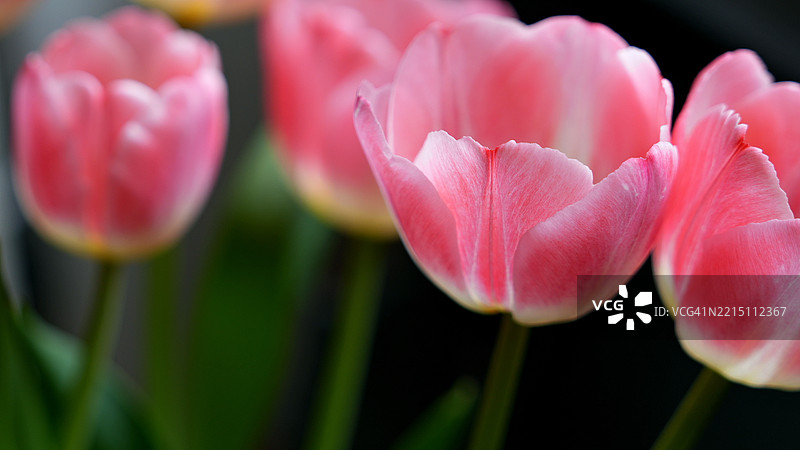 粉色郁金香的特写镜头图片素材