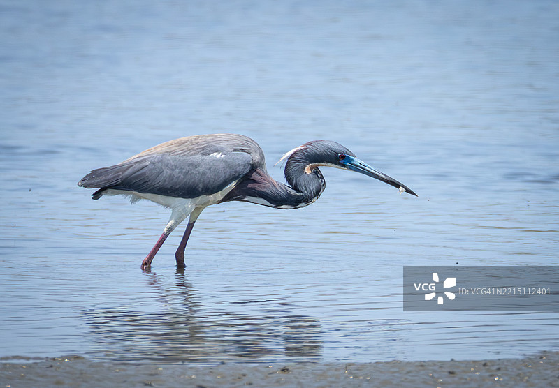 南卡罗来纳州帕利斯岛湖泊中的苍鹭侧面视图， 美国图片素材