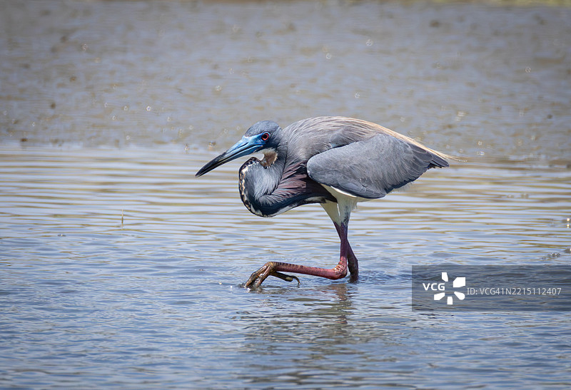 南卡罗来纳州帕利斯岛湖中鹭鸟的侧面视图图片素材