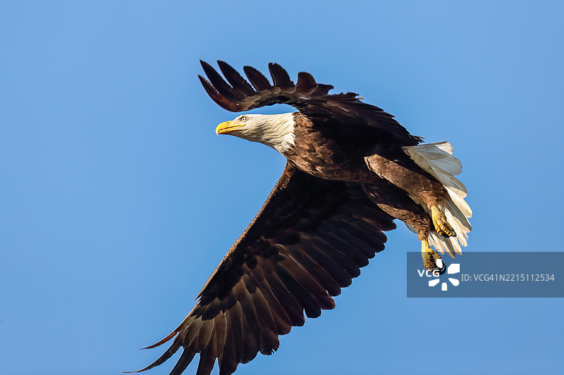 低角度视图的秃头鹰在晴朗的天空中飞翔，加利福尼亚州米尔皮塔斯，美国图片素材