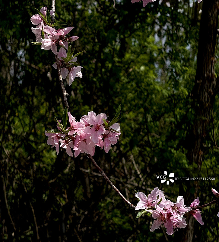 韩国粉色樱花特写图片素材