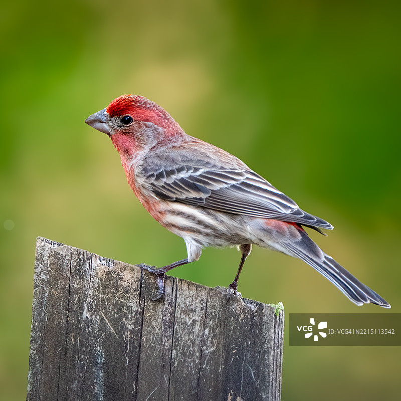 鸟儿栖息在木头上的特写，乔治亚州肯尼索图片素材