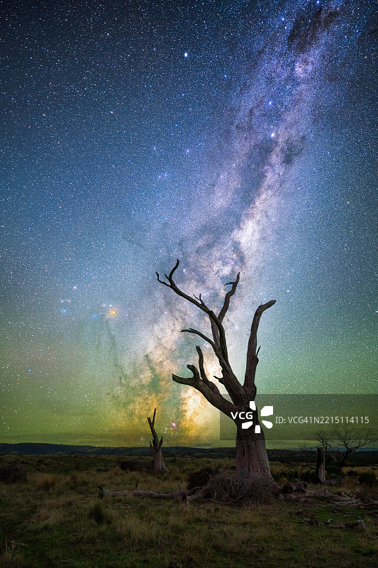 夜空下树木的低角度视图，塔斯马尼亚，澳大利亚图片素材