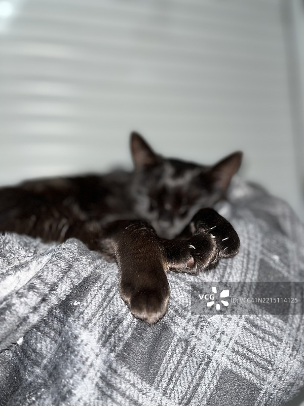 家中床上放松的猫特写，巴西南大河州阿雷格里港图片素材