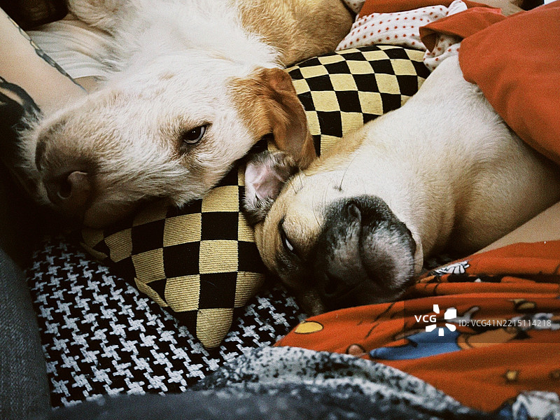 高角度视图，狗狗在家里的床上睡觉，巴西南大河州阿雷格里港图片素材
