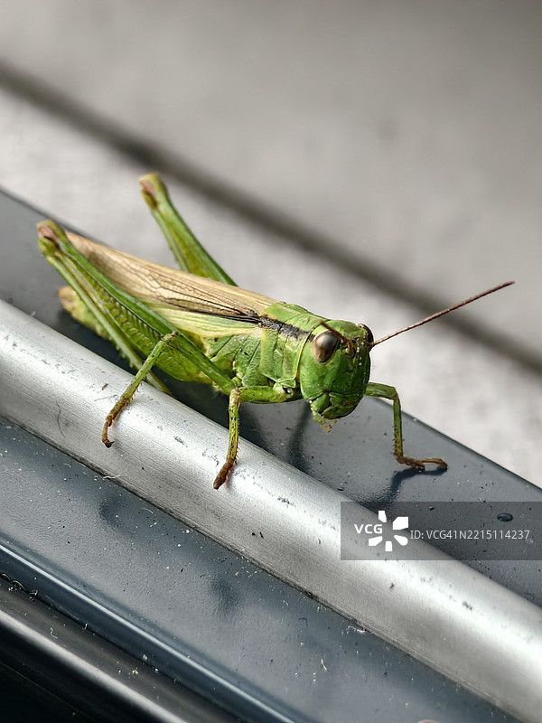 德国弗莱堡汽车上的蚂蚱特写镜头图片素材