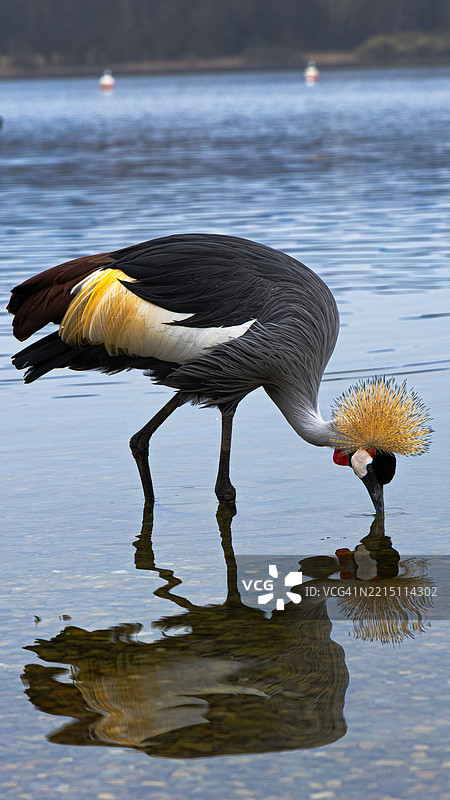 意大利湖边栖息的鸟类特写图片素材