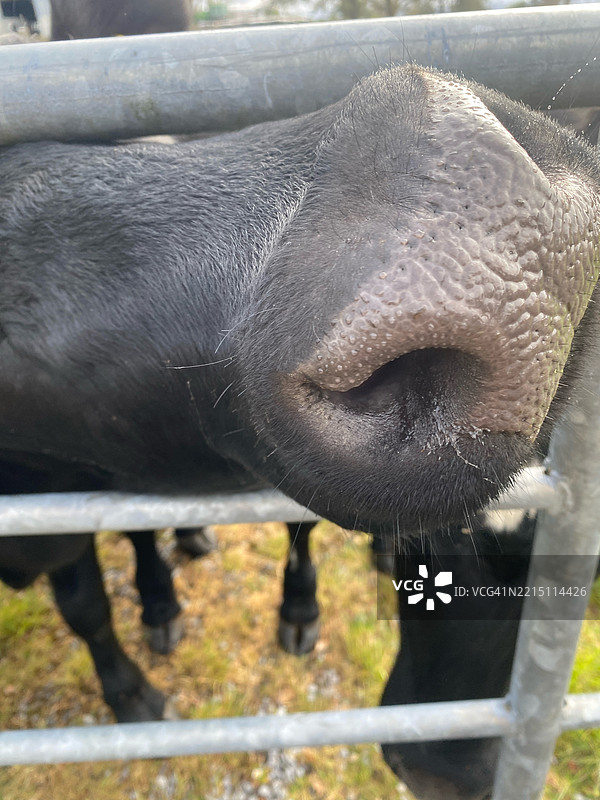 爱尔兰克莱尔莫里斯的牛特写图片素材