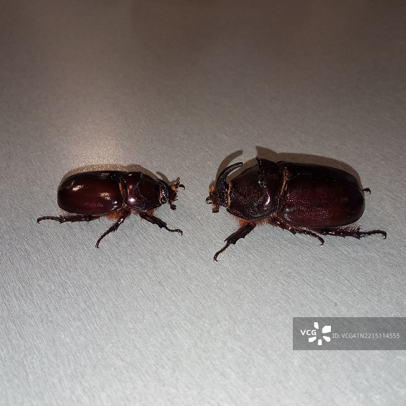 昆虫特写，俄罗斯图片素材