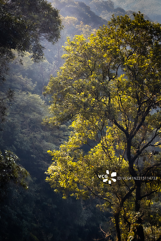 巴西圣保罗的森林中的树木图片素材