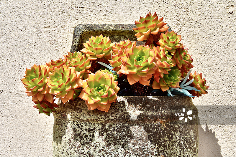 多肉植物。图片素材