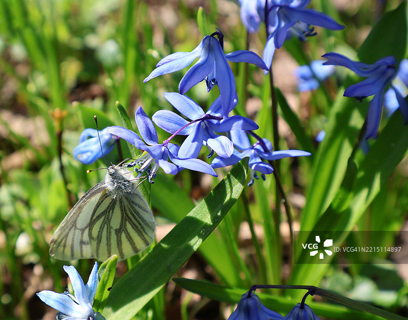 紫色花朵上的蝴蝶特写图片素材