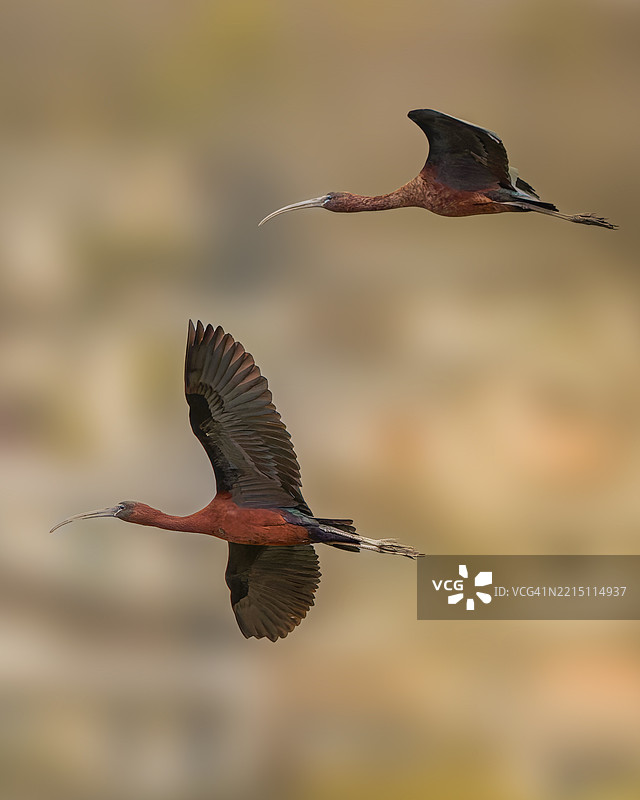 鸟类在户外飞翔的特写，贝尤克斯，伊斯坦布尔，土耳其图片素材