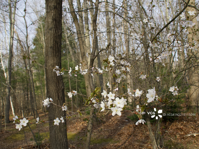 樱花树特写，马萨诸塞州韦尔斯利，美国图片素材