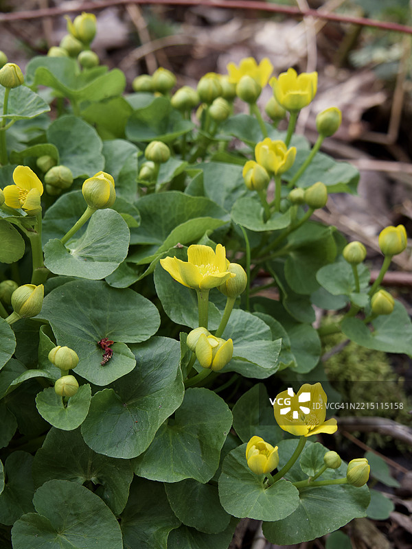 马萨诸塞州韦尔斯利的黄色开花植物特写图片素材