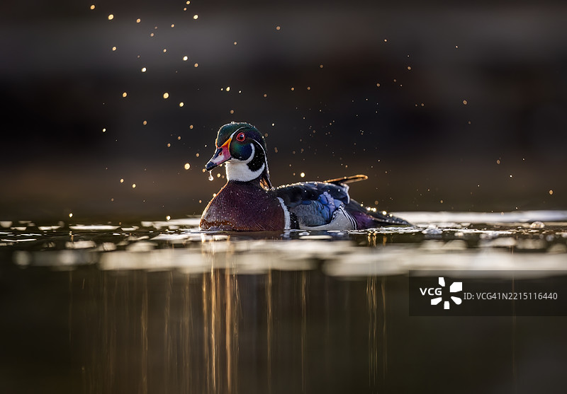 金色飞溅图片素材