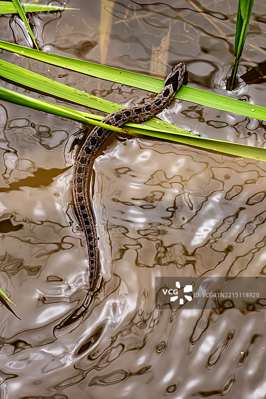 蛇在湿地水域和草丛中穿行图片素材