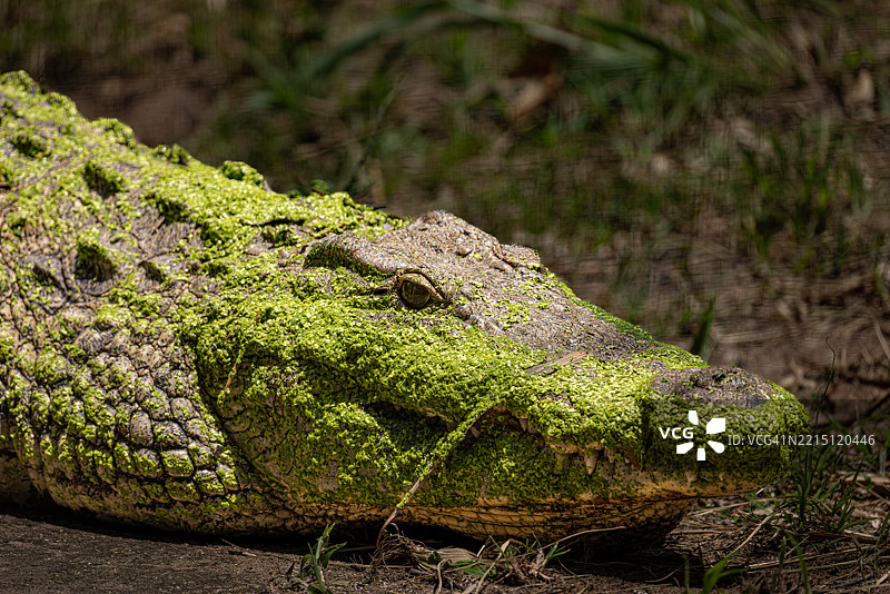 南非的鸭跖草覆盖的尼罗鳄鱼图片素材