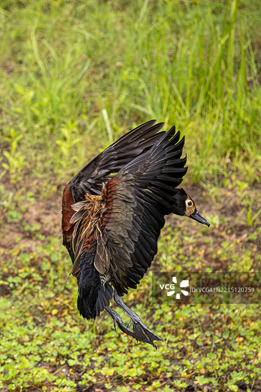 白脸鸣鸭在降落前，南非图片素材