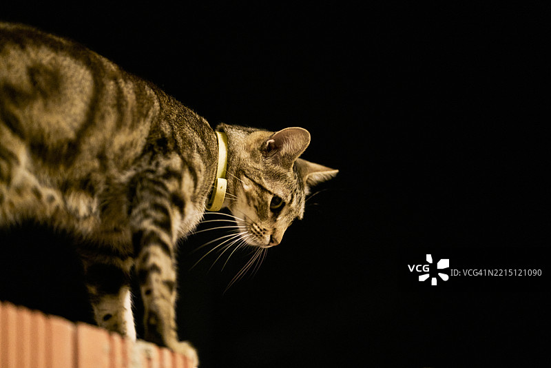 夜晚，虎斑猫在墙上行走图片素材