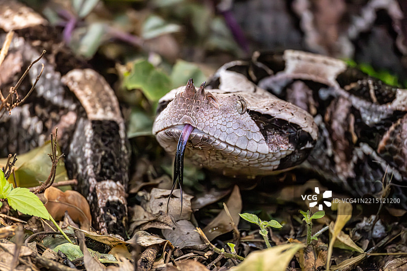 加蓬蝰蛇伸出舌头，南非图片素材