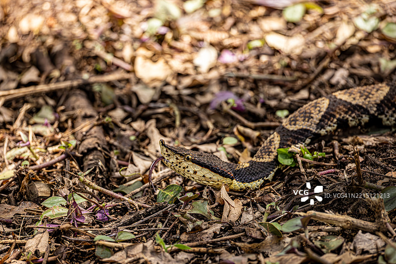 在南非赫鲁赫鲁韦的落叶中移动的气泡蝰蛇图片素材