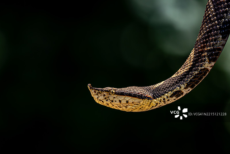 黑色背景下的气泡蝰蛇特写图片素材